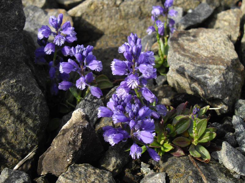 Polygala calcarea 'Bulleys Form' photo